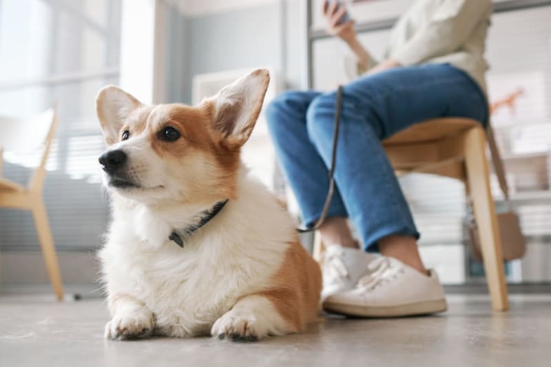 5 Health Benefits of Acupuncture for Dogs