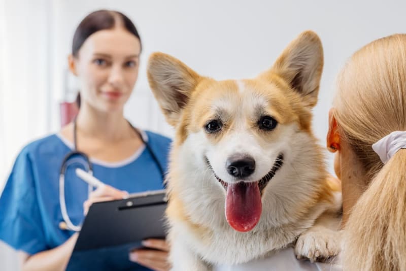 Managing Arthritis in Dogs