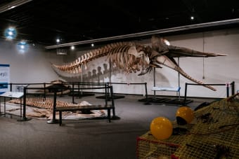 Doors Open Quinte West – Explore Military Roots, Natural History & Community Gems | October 4, 2025