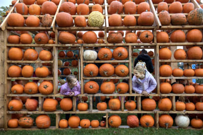 The Ultimate Guide to Fall Festivals in Canada 2025: Family Fun and Educational Adventures