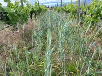 New SCAP Cluster Research: Companion Crops as Catalysts for Sustainable Cover Cropping in Vineyards