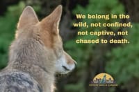 ACTION ALERT: Ontario's Bloodsport Dog Train and Trial Pens Expanded - Tell Ford to End the Pens