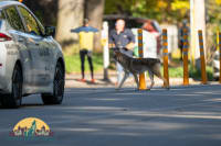 Bunny’s World: A Coyote’s Life Among Roads, Dogs, and Human Misperceptions