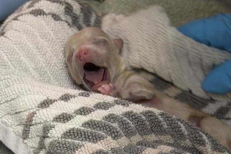 An Unexpected Delivery