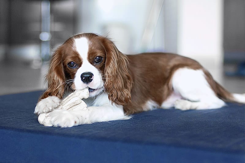 Monthly Newsletter: February is Dental Health Awareness Month