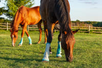 More Than a Bean: Why Sheath Cleaning Can Be a Lifesaver