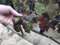 Webinar: Research Updates on Red Blotch