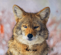 Celebrating Coyotes Week and National Coyote Day Tribute: March 19th Feature