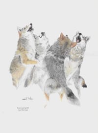 National Coyote Day Tribute