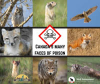 Poisoned Policy: Why Canada Must Reverse the Return of Strychnine