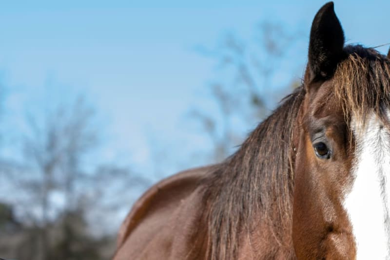 The Importance of Mobile Equine Ambulance Units