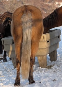 Keeping our Horses Healthy in the Bitter Cold = lots of good hay + water