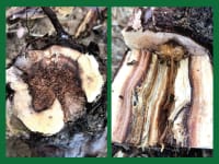Webinar: Crown Gall and Grapevine Trunk Diseases