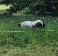 Are you afraid of long, lush grass for your horse?