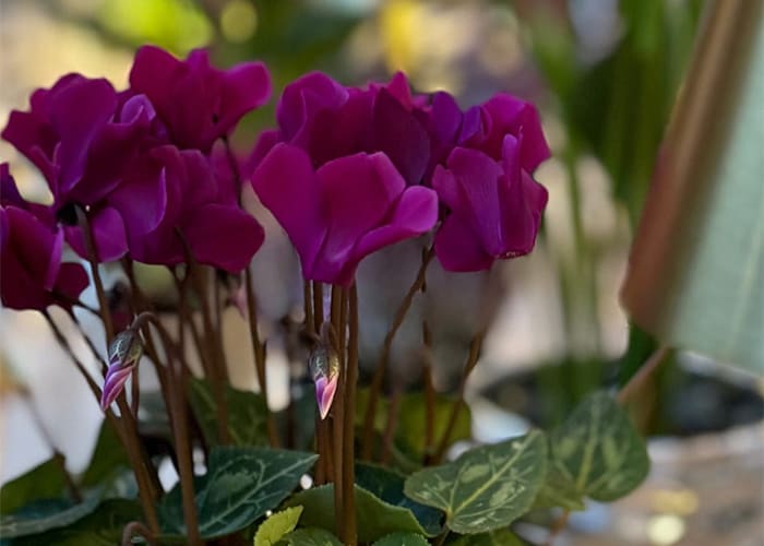 Shavuot Garden Party
