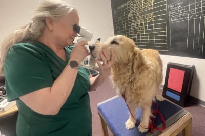 National Service Dog Eye Examination Month