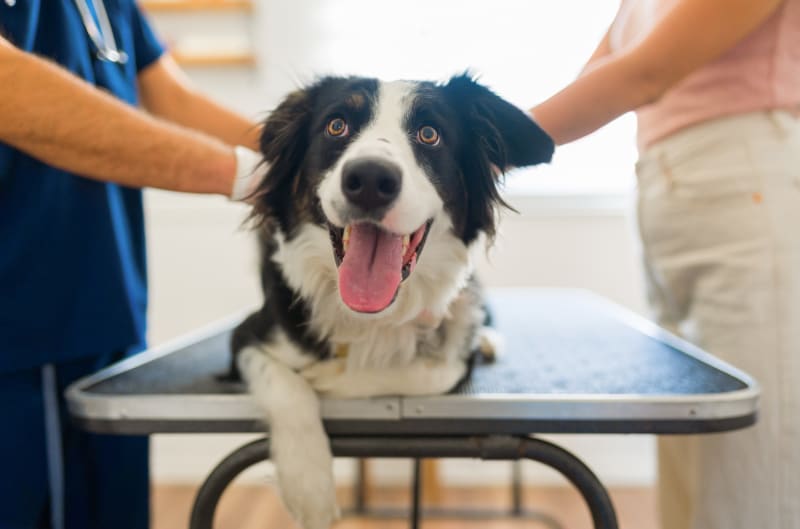 Preanesthetic Bloodwork