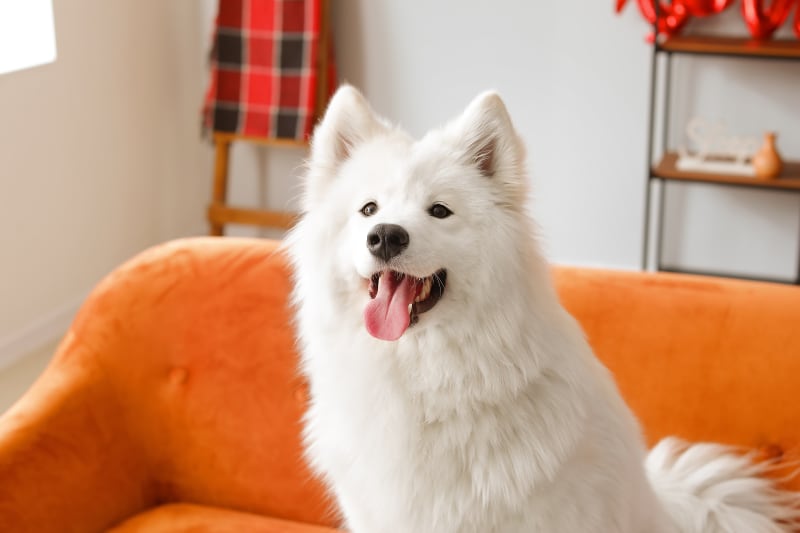 The Veterinary Dental - Part 2