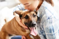 The Veterinary Dental - Part 1