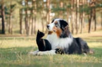 Veterinary Estimates vs Treatment Plans