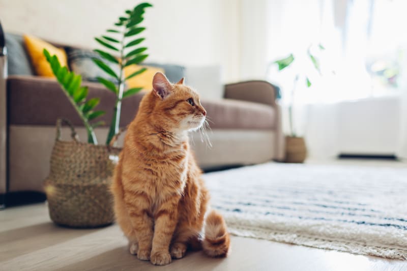 Cat Neuter Month