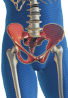 Male Pelvic Floor Physiotherapy