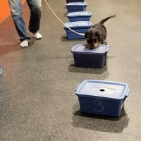 Summer Scent Detection Mini Course in Guelph | One Leg Up