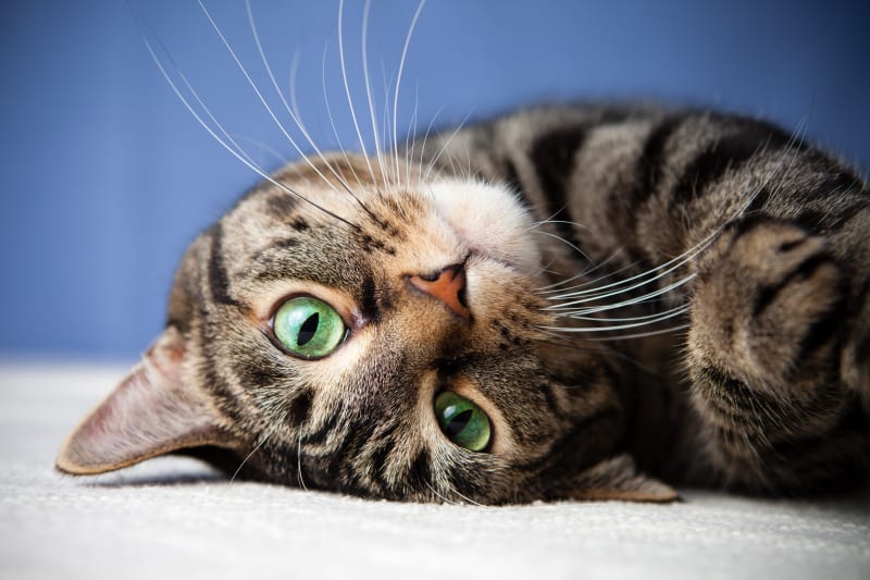 Why should my indoor cat have an annual veterinary examination?