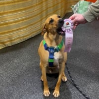 How to Find the Best Dog Trainer in Guelph (And Why Science-Backed Training Matters)