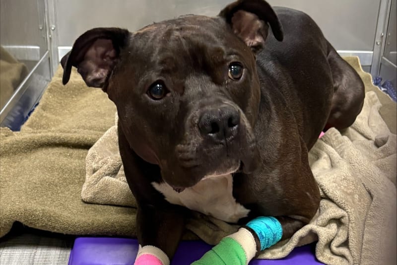 A Community Effort That Helped Save Prince’s Life
