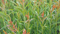Growing Willow for Basketry