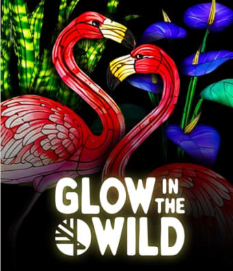Toronto Zoo - Glow in the Wild