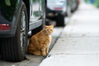 The Backyard Isn’t a Petsitter: Why Pets Need Supervision