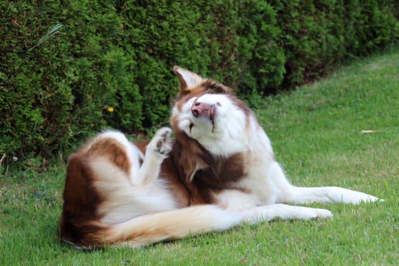 Fleas – What the Heck?