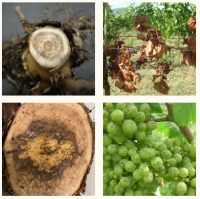 Nouvelles recherches : maladie du tronc de la vigne – Articles de revues et affiches