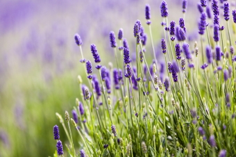 Vauxhall Grown: Lavender