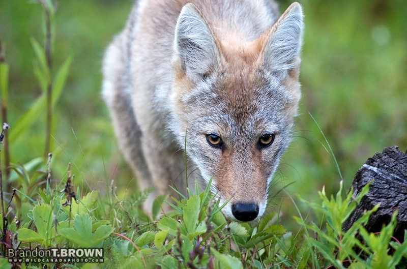 CORNWALL UPDATE Stay Calm, Press On and most of all…Remain Kind