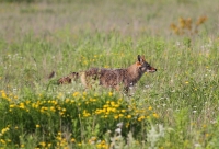 Embracing the Urban Coyote