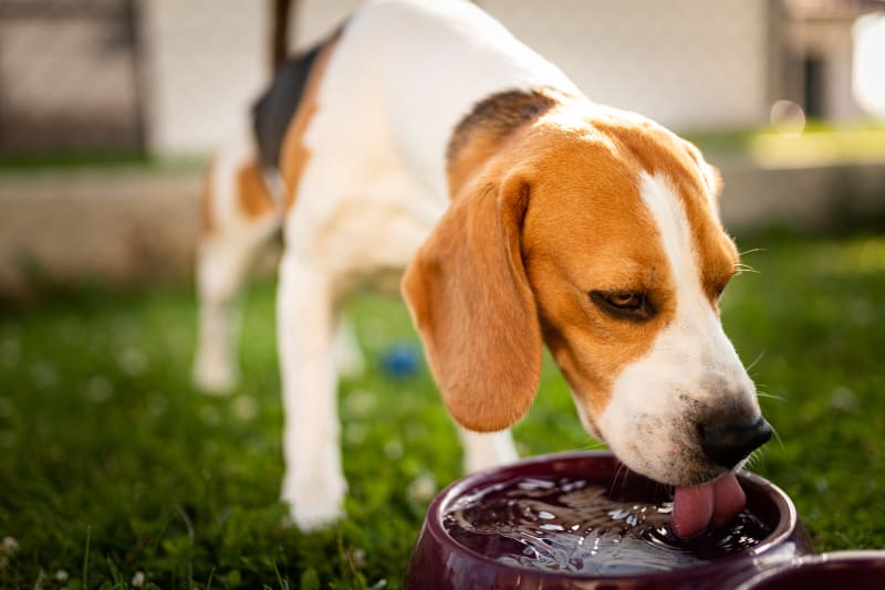 Heat stroke outlet for dogs treatment