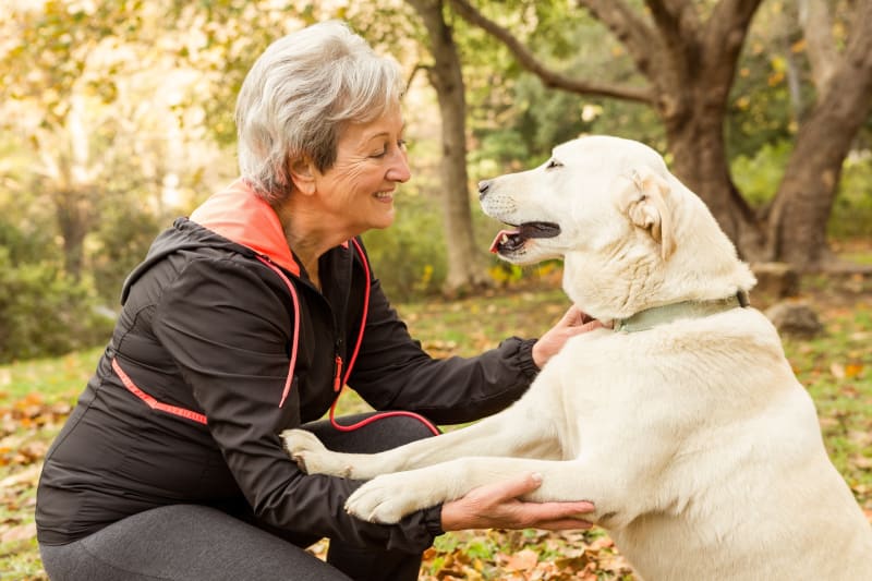 What Is The Difference Between Pet Insurance And A Wellness Plan
