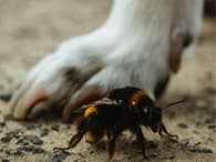 Dogs Stung By Bees: What Do I Need To Do?