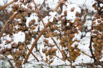 Deep Freeze: perspective, wine grape bud viability assessment and lessons learned