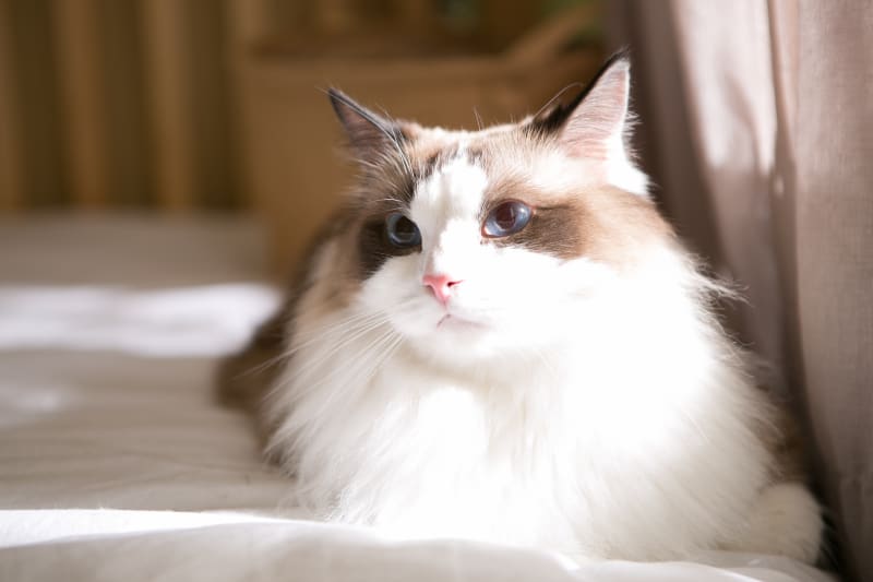 6 Best House Cat Breeds Clemmons Vet 6 Best House Cat Breeds Clemmons Vet