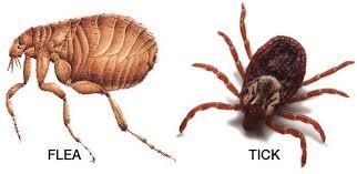 how do you know if your dog has ticks or fleas