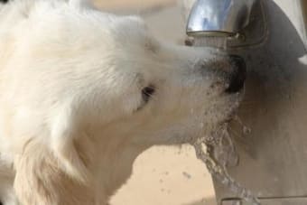 Water, water everywhere - Can dogs drink too much water?