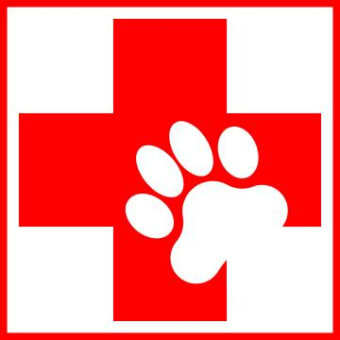 First Aid and CPR for Your Pet