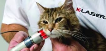 K Laser Treatment Effective in Treating Arthritis and Inflammation in Pets