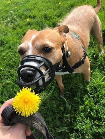 Breaking the Stereotype: Positive Basket Muzzle Training