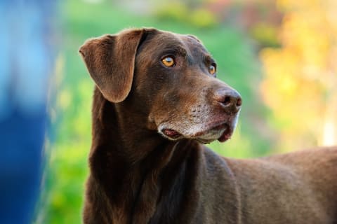 Cancer in Dogs - Signs & Symptoms | Mooresville Vet | Lake ...