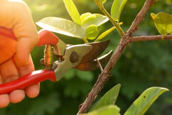 3 Important Benefits of Pruning Shrubs and Trees